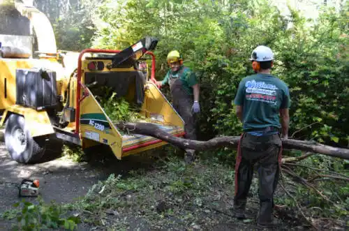 tree services Higganum